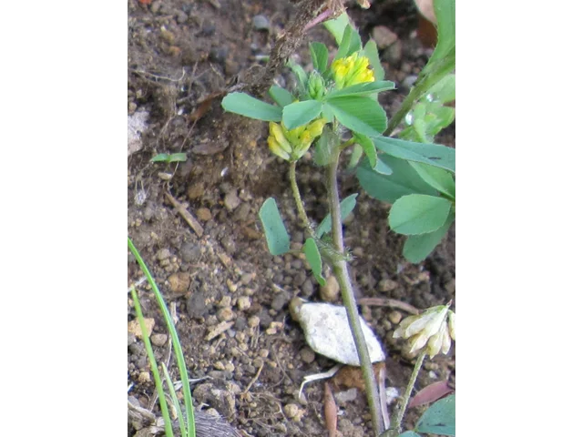 钝叶车轴草