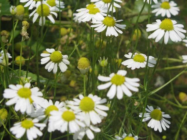 Matricaria chamomilla