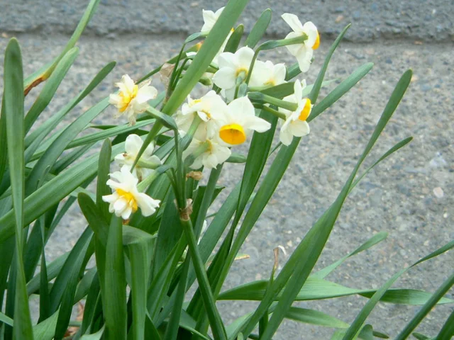 Narcissus chinensis