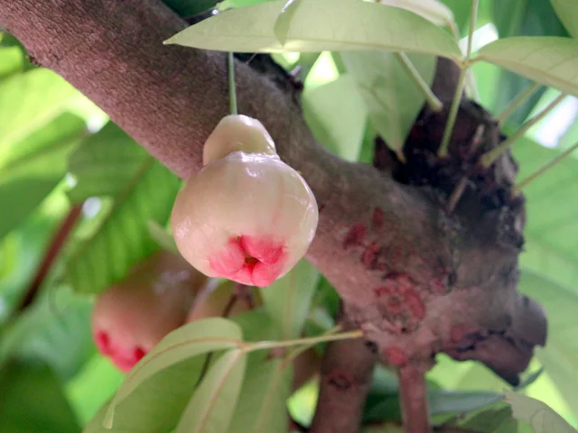 Wax apple
