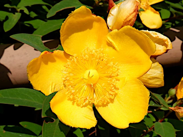 Hidcote