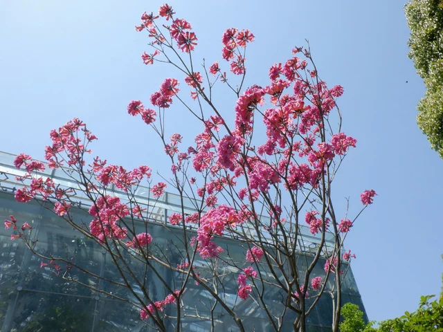粉红色花風鈴木