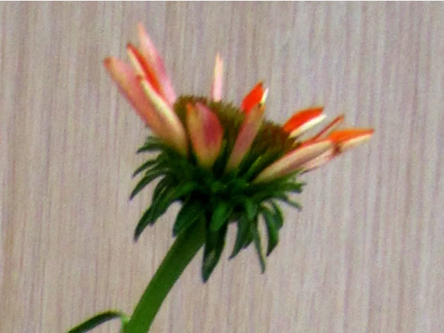 Echinacea purpurea