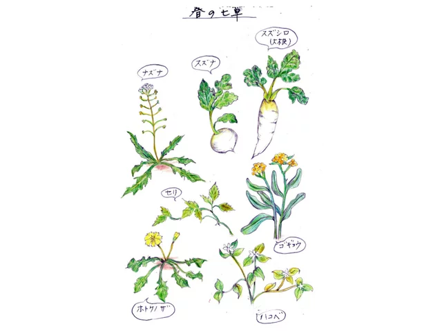 稻槎菜