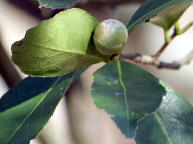 Camellia reticulata 'Mouchang'