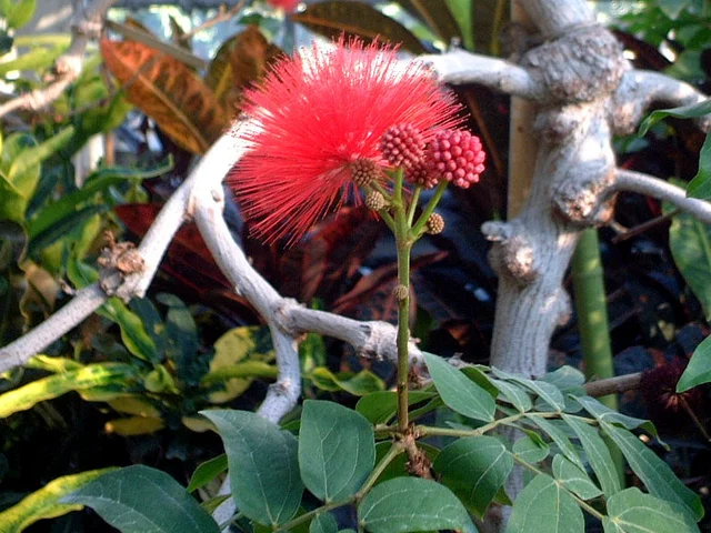 朱缨花