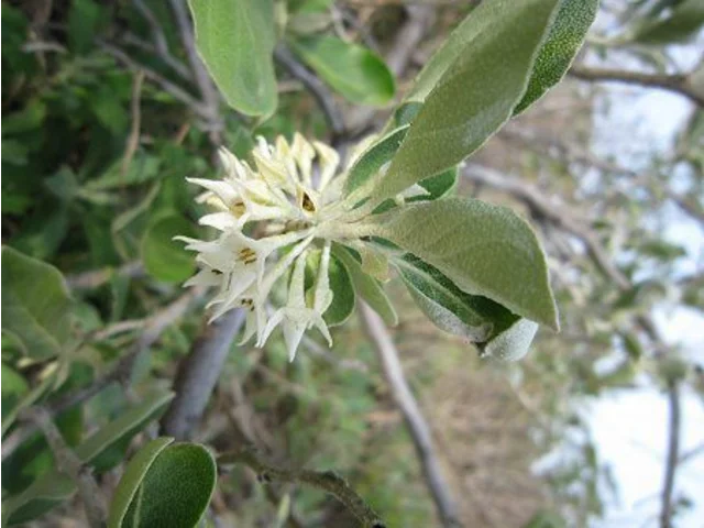 Elaeagnus umbellata