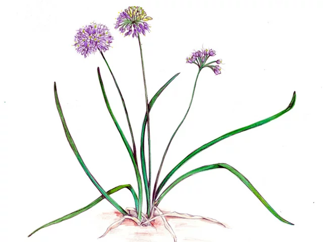 Allium chinense