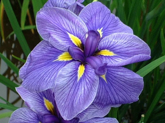 花菖蒲 ’五節舞’