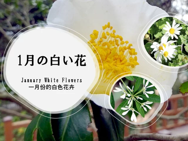 大島桜