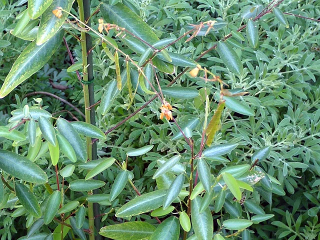 Telegraph plant