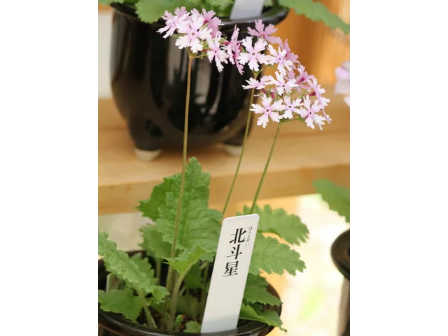 日本桜草 ’北斗星’