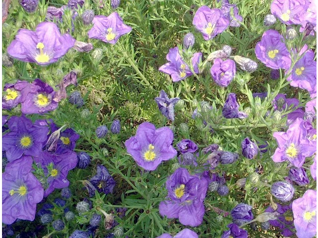 高杯花