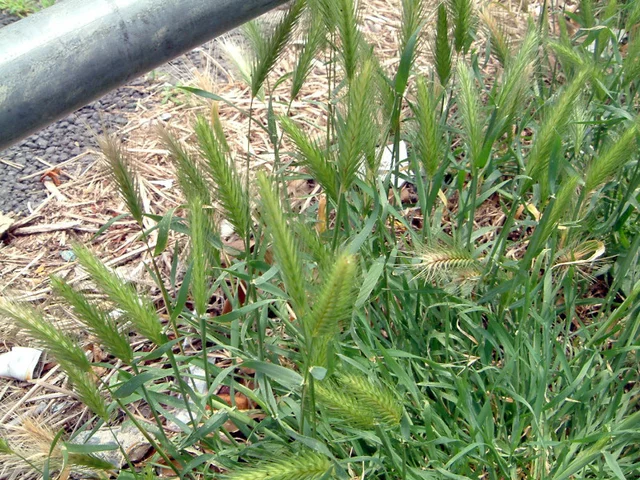 Hordeum murinum