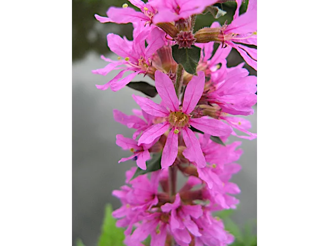 Lythrum salicaria