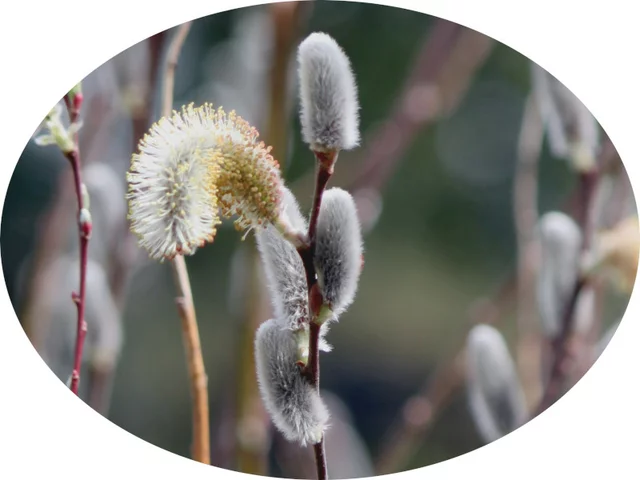 Pussy willow