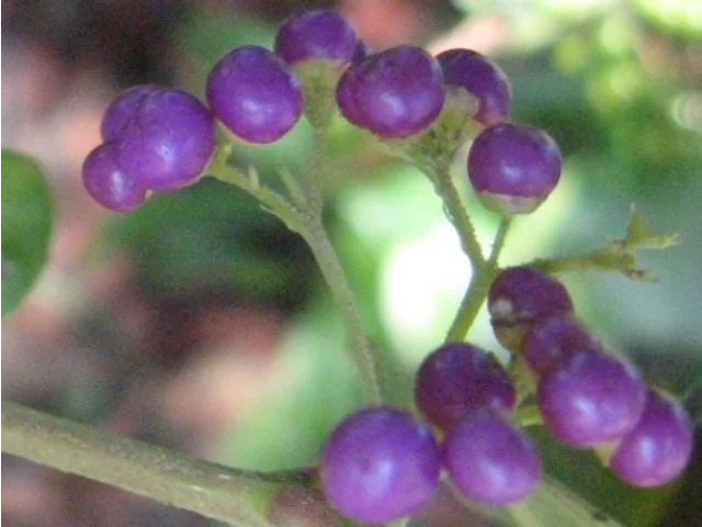 Callicarpa japonica