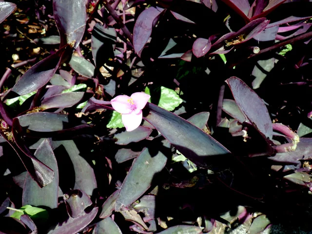 Tradescantia pallida