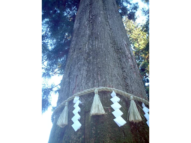 Sugi