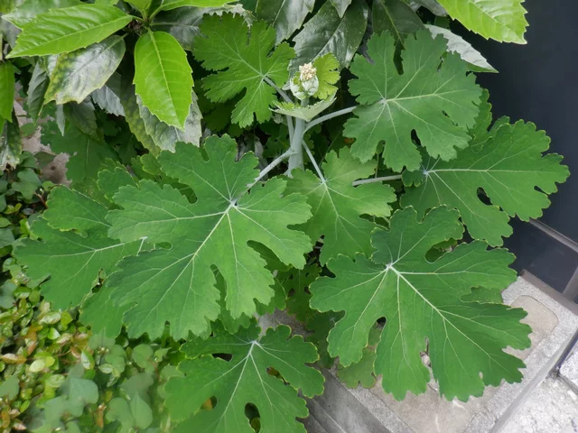 Macleaya cordata