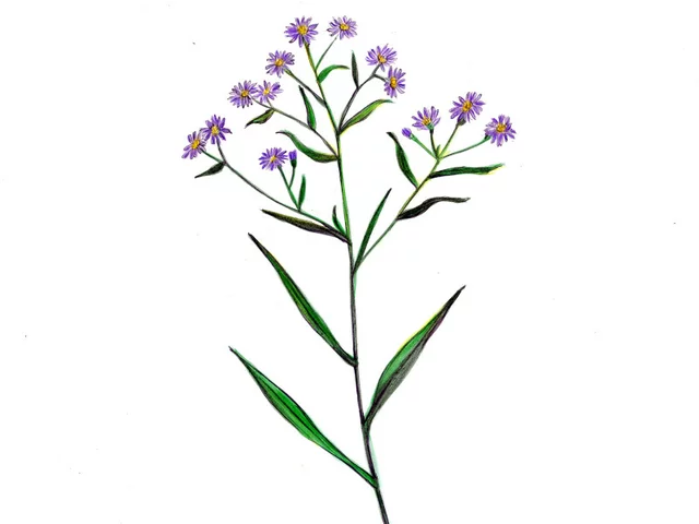 European Sea Aster