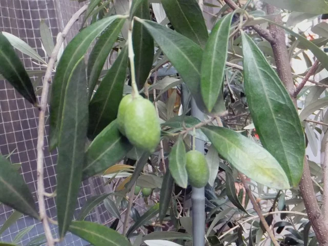 Olive