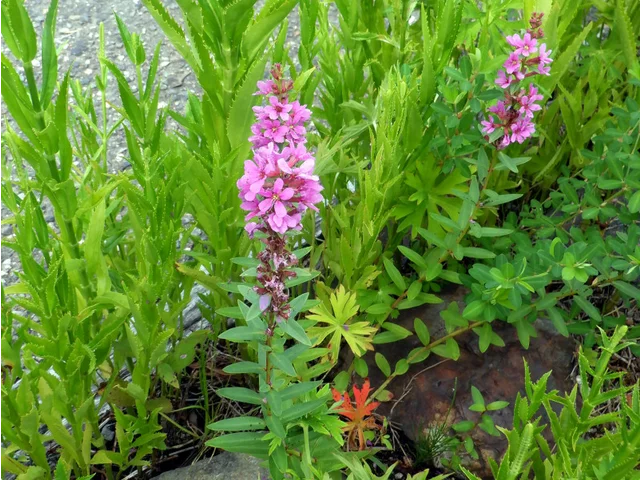 Lythrum anceps