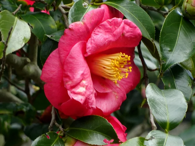 Camellia Akashigata
