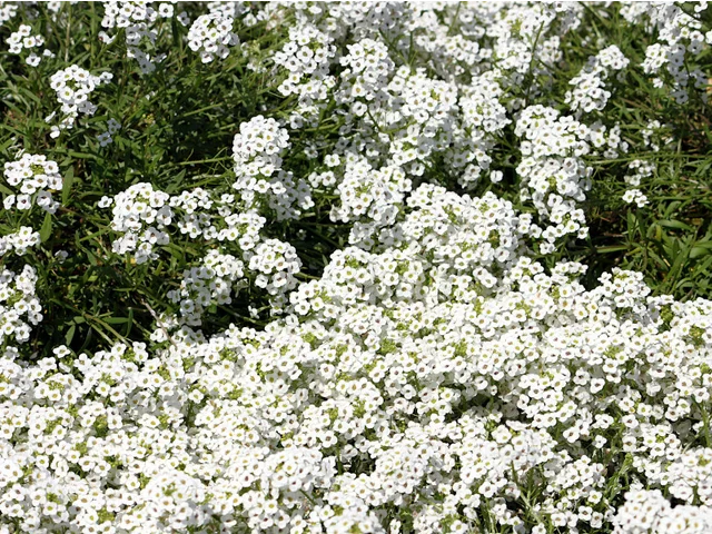 香雪球@Sweet Alyssum Super Alyssum 'Snow princess"