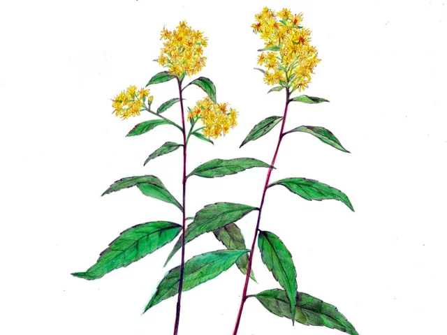 一枝黄花
