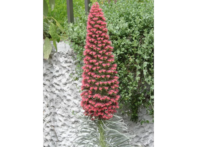 Echium wildpretii