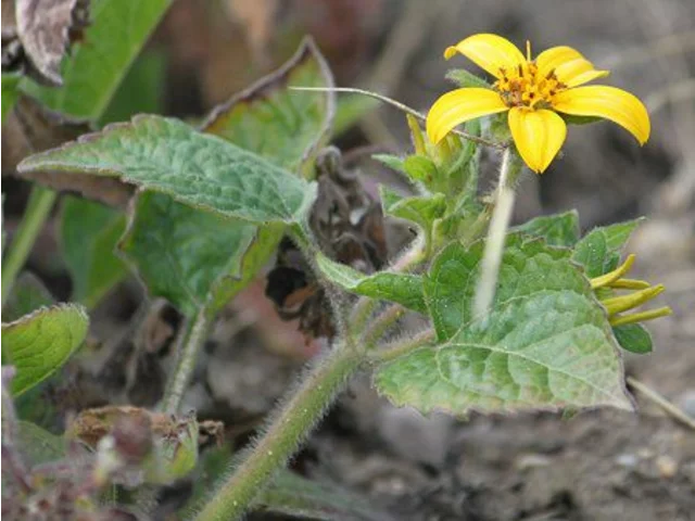 Chrysogonum virginianum