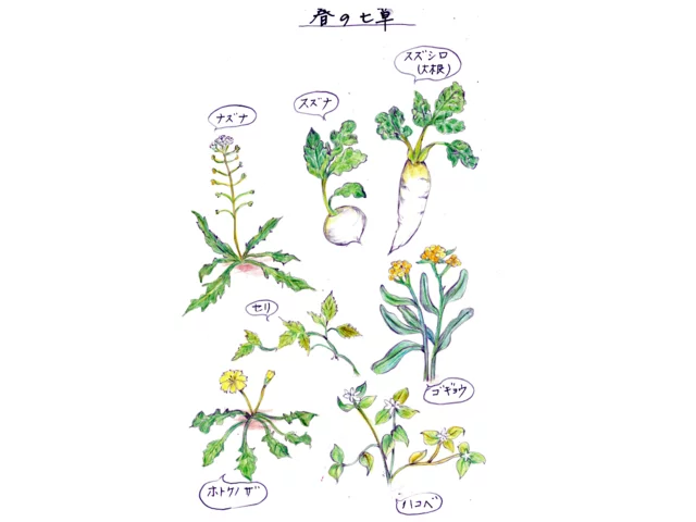 Japanese radish