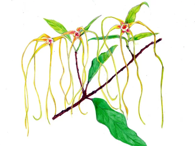 Golden Dragon Vine