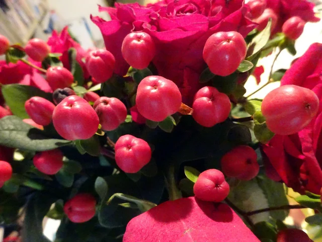 The red berries are a popular | Hypericum androsaemum