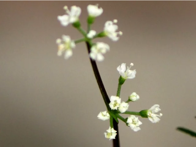 �~���R�O�T �s��