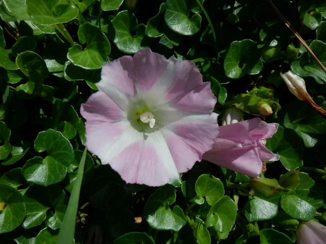 肾叶打碗花