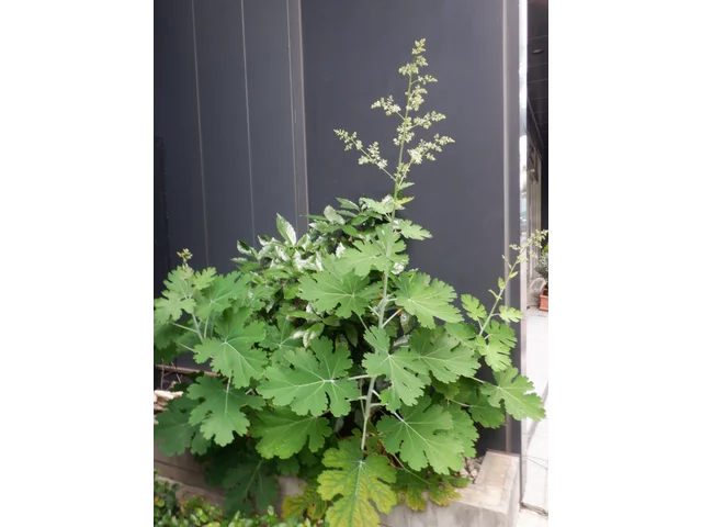Macleaya cordata