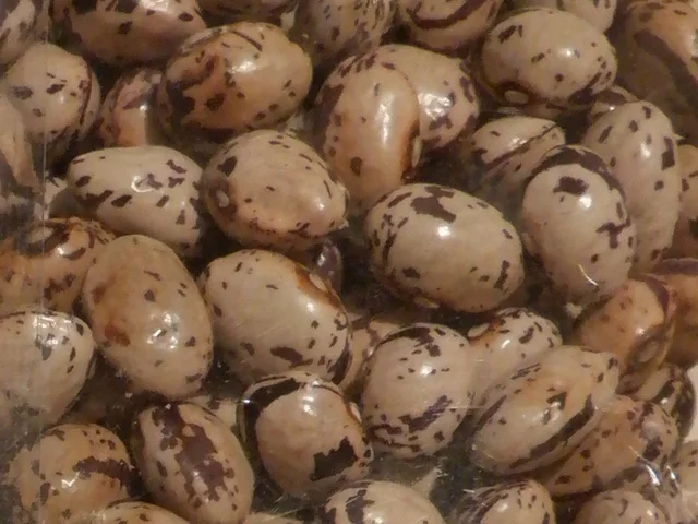 桑树豆