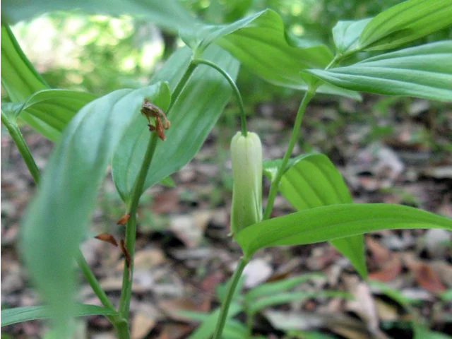 Disporum sessile