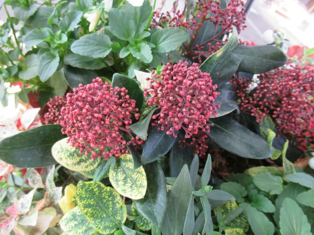 Skimmia rubella