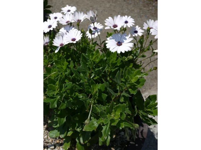 Osteospermum