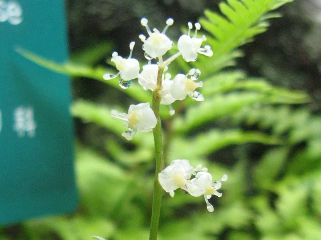 Canada mayflower