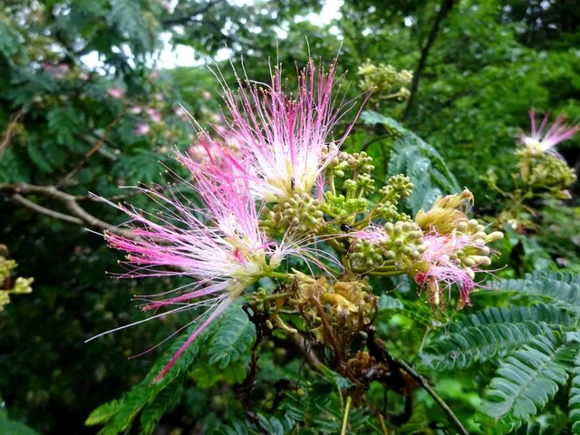 Albizia julibrissin
