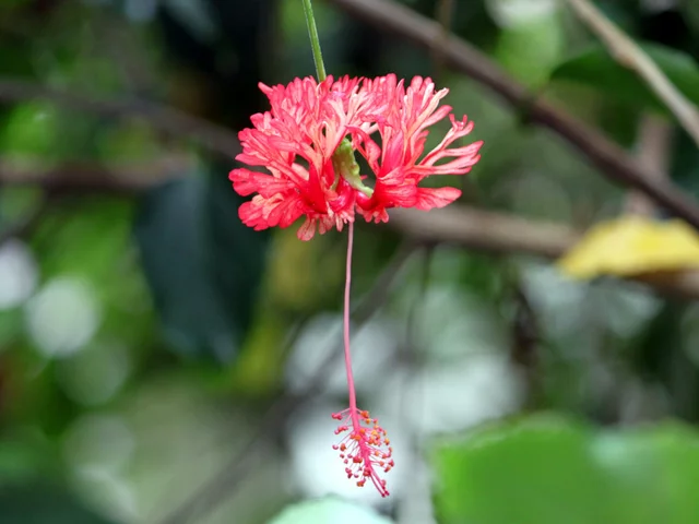 風鈴仏桑花のブログ | Flower Database
