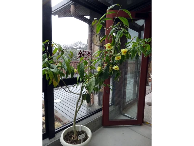 Camellia chrysantha