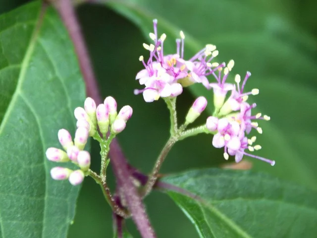 Callicarpa dichotoma