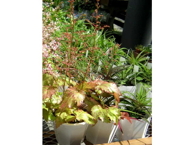 Astilbe simplicifolia