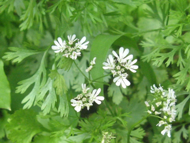 Coriander
