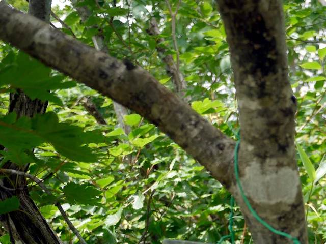 Acer tschonoskii